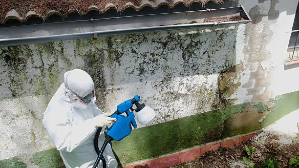 Trusted Mold Inspection service in Springfield, FL - Cheap Mold Removal